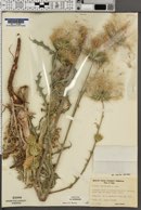 Cirsium neomexicanum var. neomexicanum image