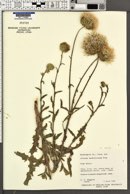 Cirsium neomexicanum var. neomexicanum image