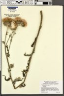 Cirsium occidentale var. californicum image