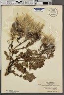 Cirsium quercetorum image