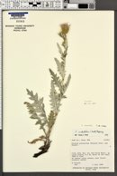 Cirsium tracyi image