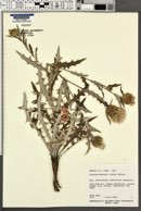 Cirsium wheeleri image