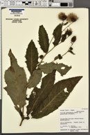Cirsium matsumurae image