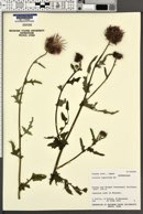 Image of Cirsium japonicum