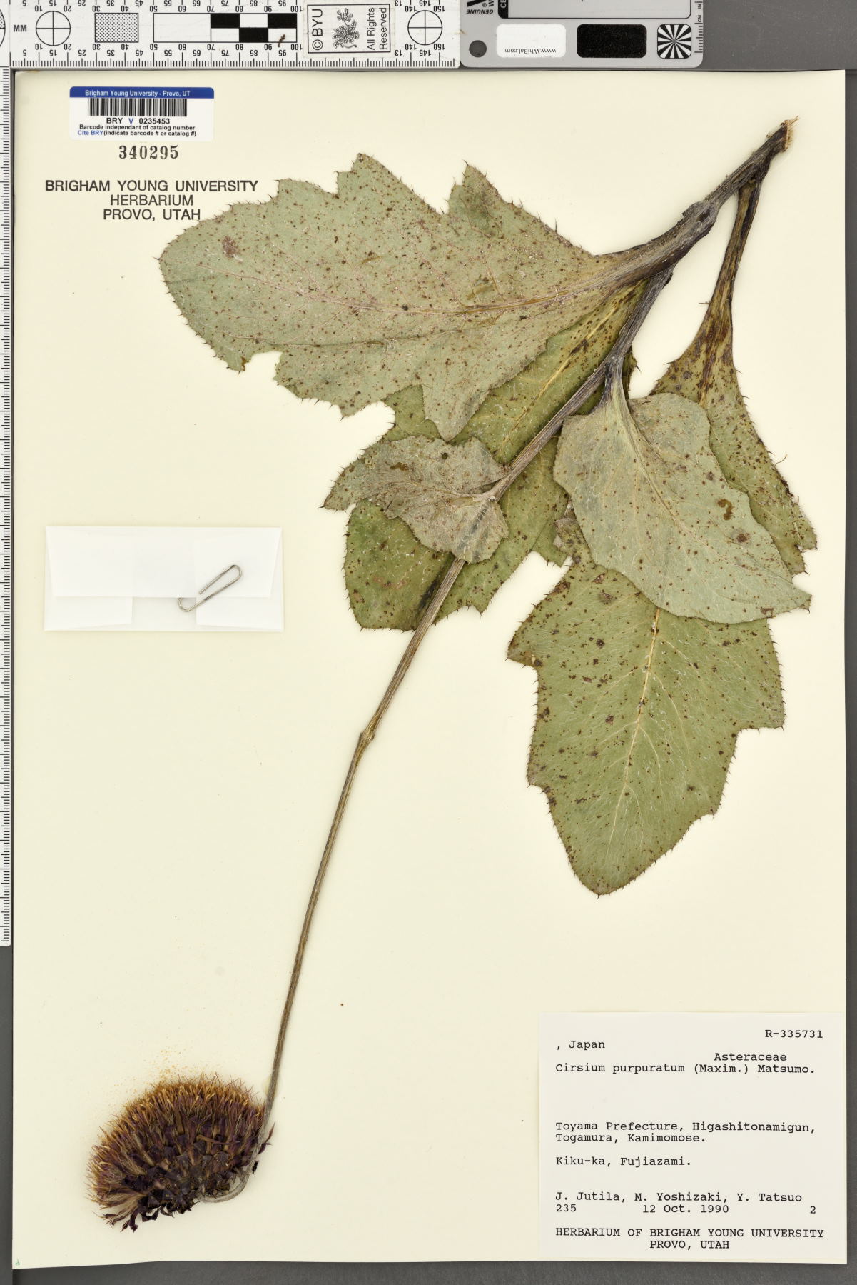 Cirsium purpuratum image