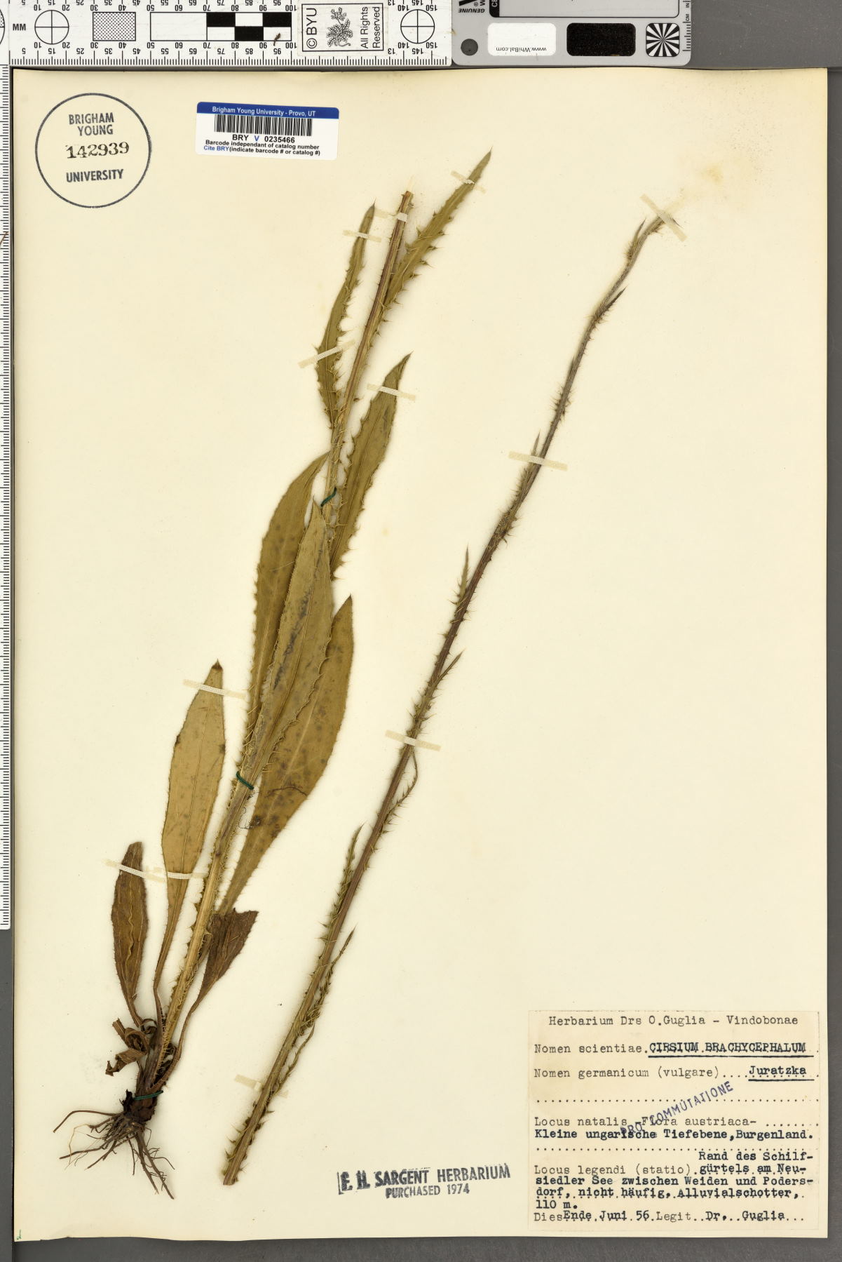 Cirsium brachycephalum image