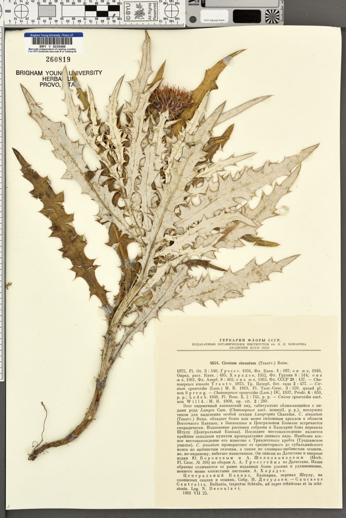 Lamyropsis image