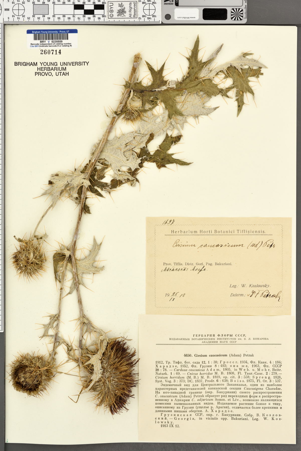 Cirsium caucasicum image