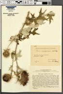 Image of Cirsium caucasicum