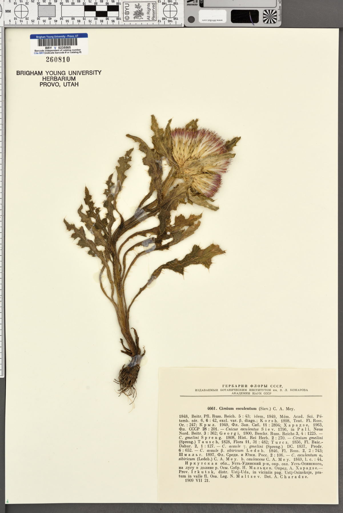 Cirsium esculentum image