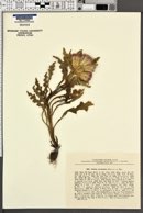 Image of Cirsium esculentum