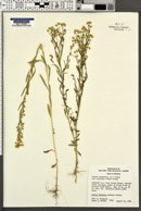 Conyza canadensis var. glabrata image