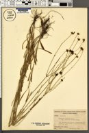 Coreopsis gladiata var. linifolia image