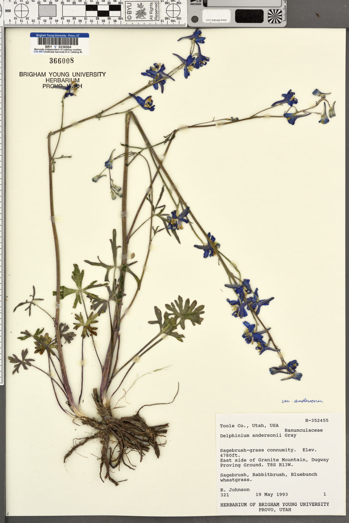 Delphinium andersonii var. andersonii image