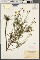 Coreopsis saxicola image