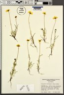 Coreopsis stillmanii image