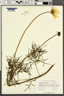 Coreopsis maritima image