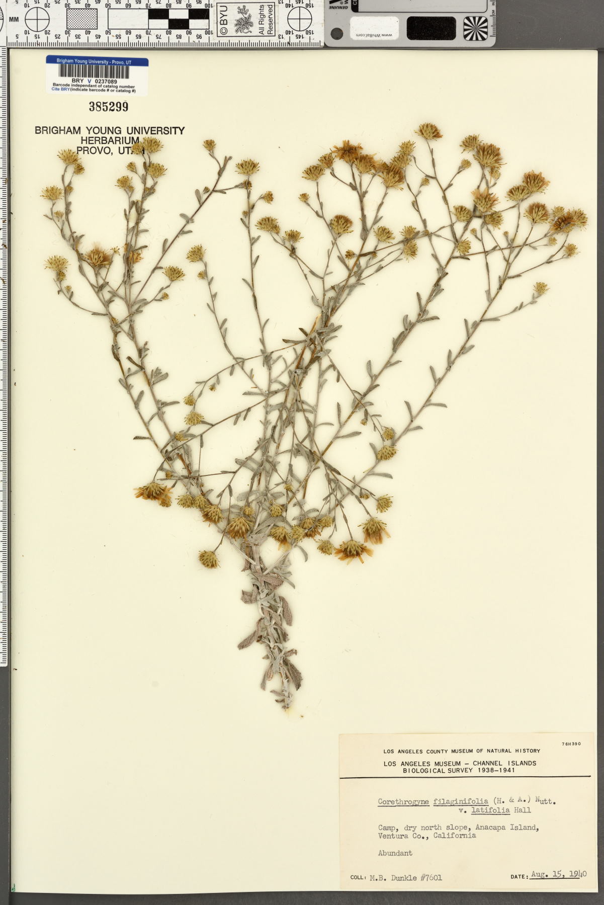Corethrogyne filaginifolia var. latifolia image