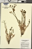 Corethrogyne filaginifolia var. peirsonii image