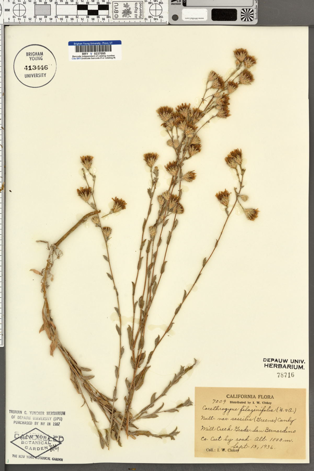 Corethrogyne filaginifolia var. sessilis image