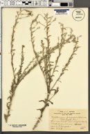 Corethrogyne filaginifolia var. rigida image