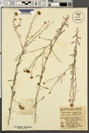 Corethrogyne filaginifolia var. virgata image