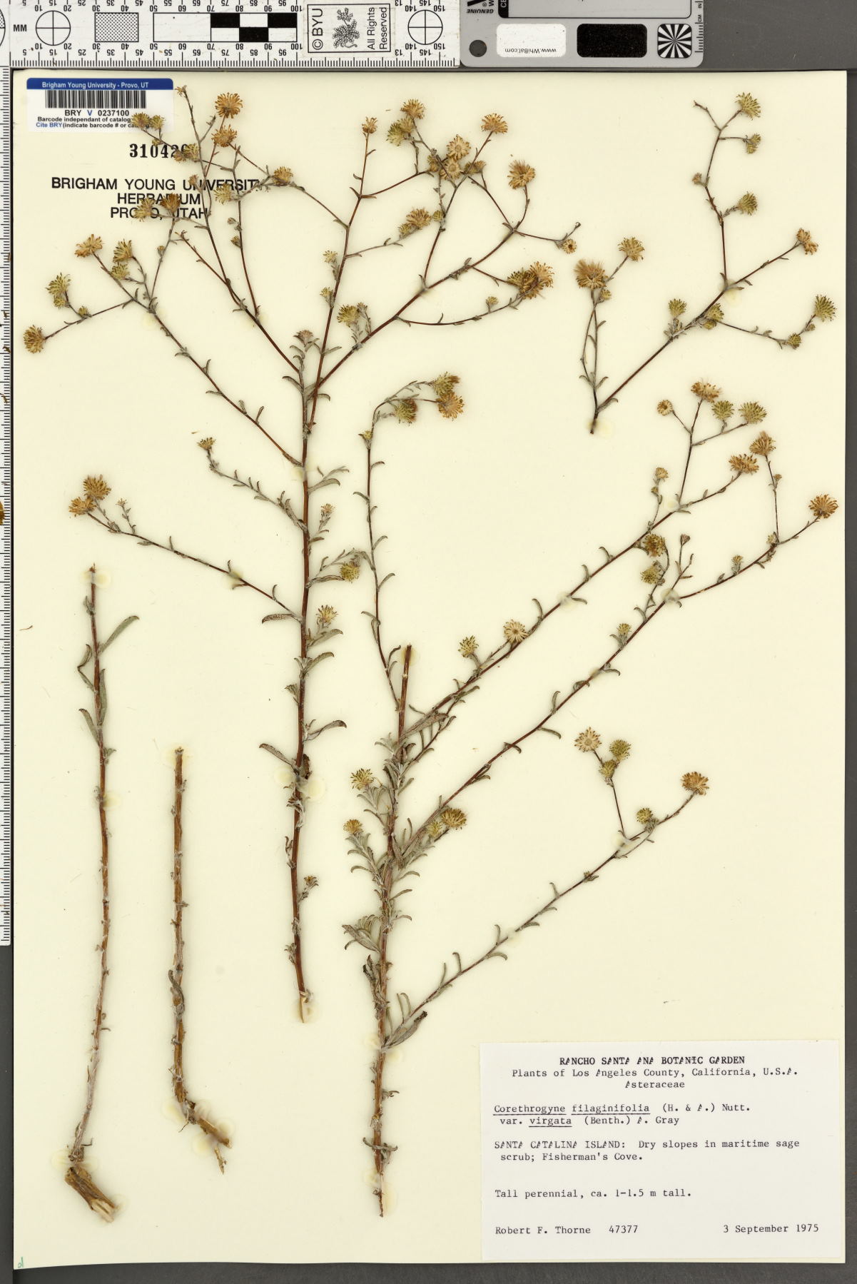 Corethrogyne filaginifolia var. virgata image