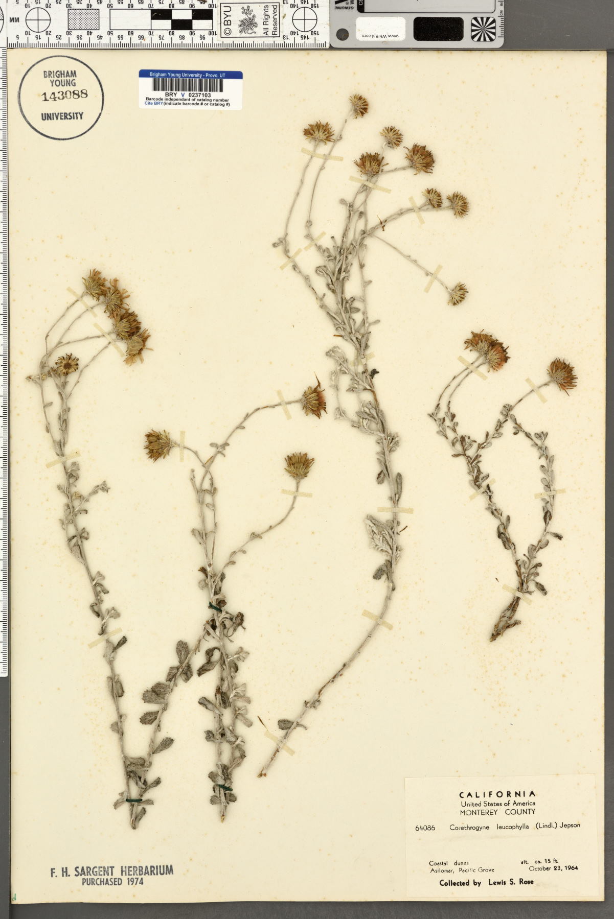 Corethrogyne leucophylla image