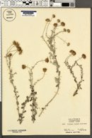 Corethrogyne leucophylla image