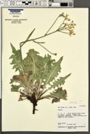 Crepis acuminata image
