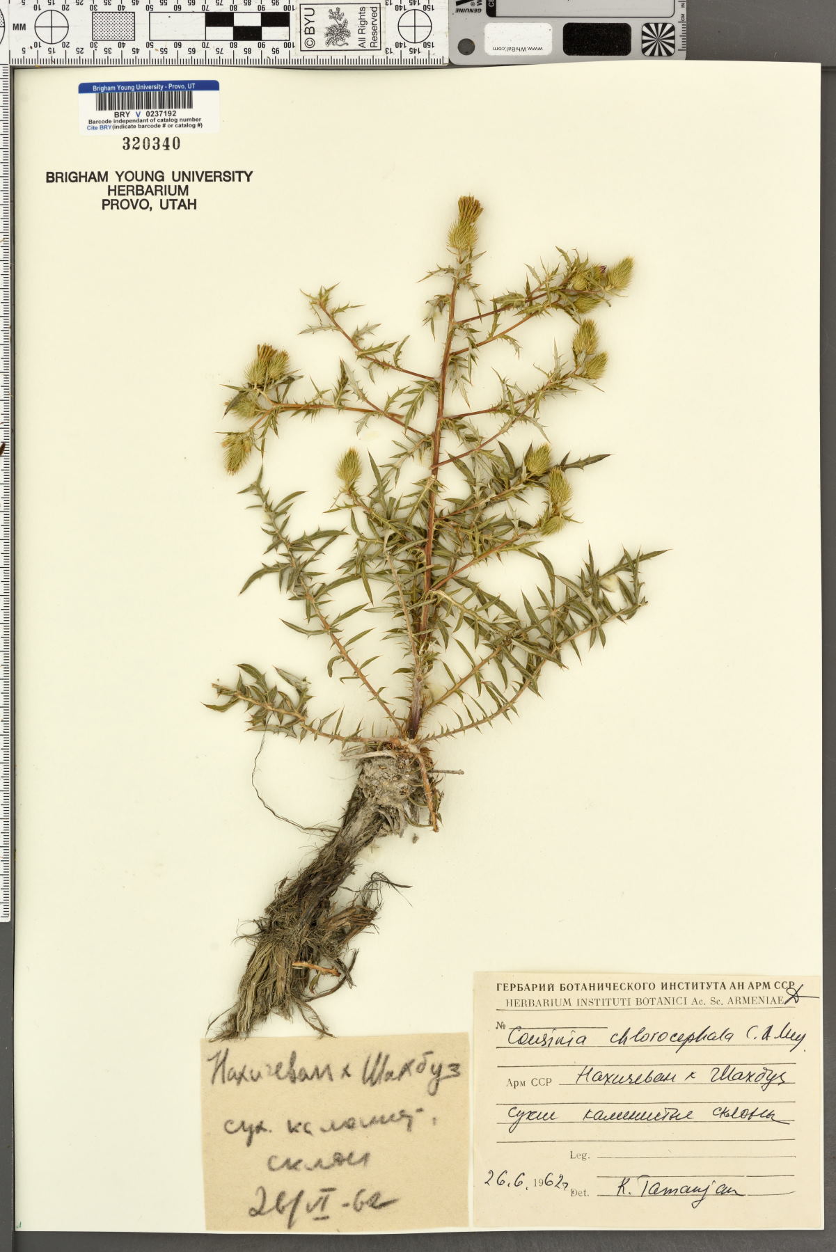 Cousinia chlorocephala image