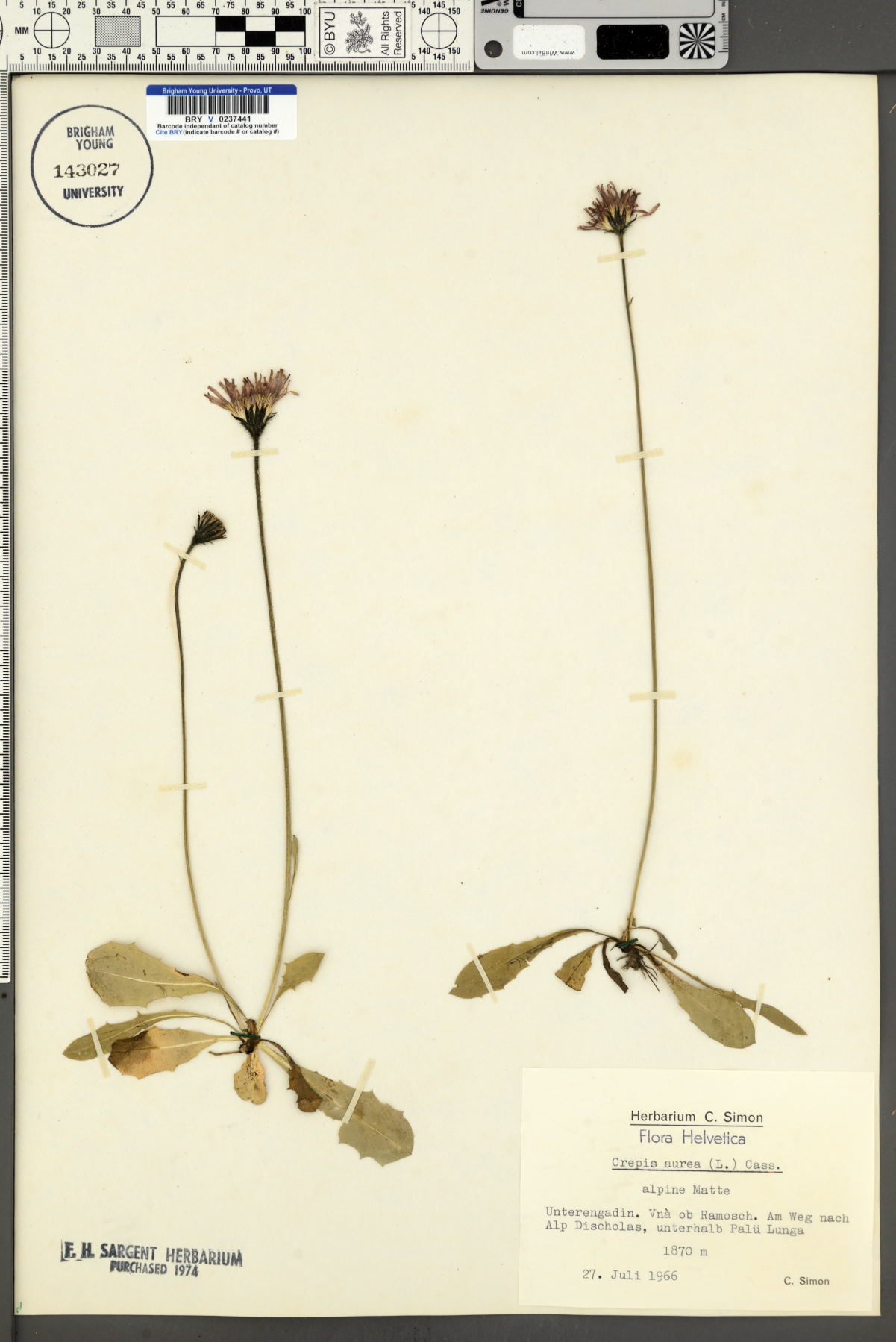 Crepis aurea image