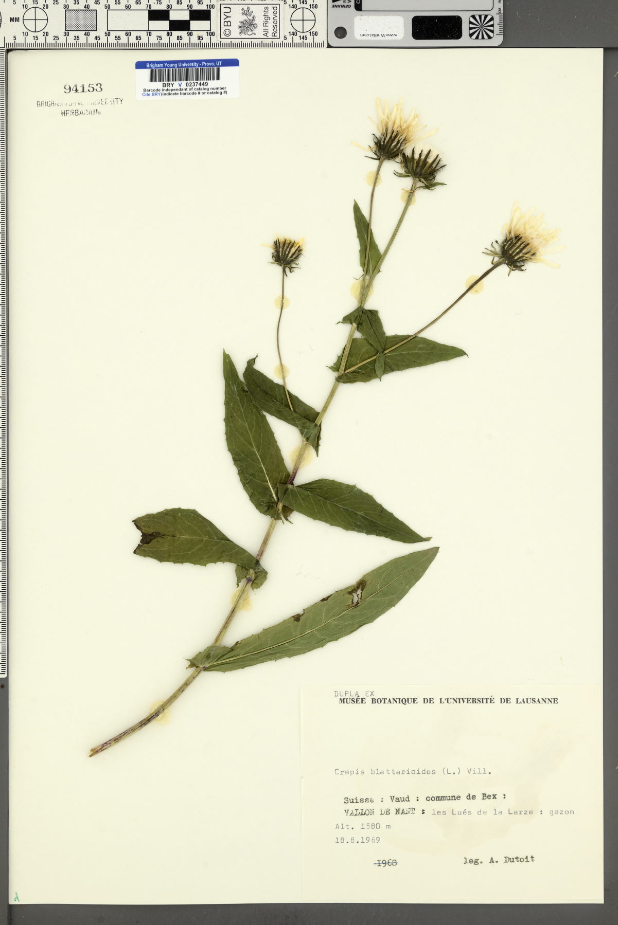 Crepis blattarioides image