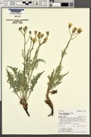 Crepis modocensis subsp. modocensis image