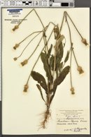 Image of Crepis alpina