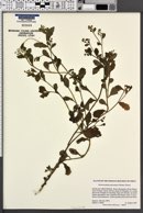 Dichrocephala integrifolia subsp. integrifolia image