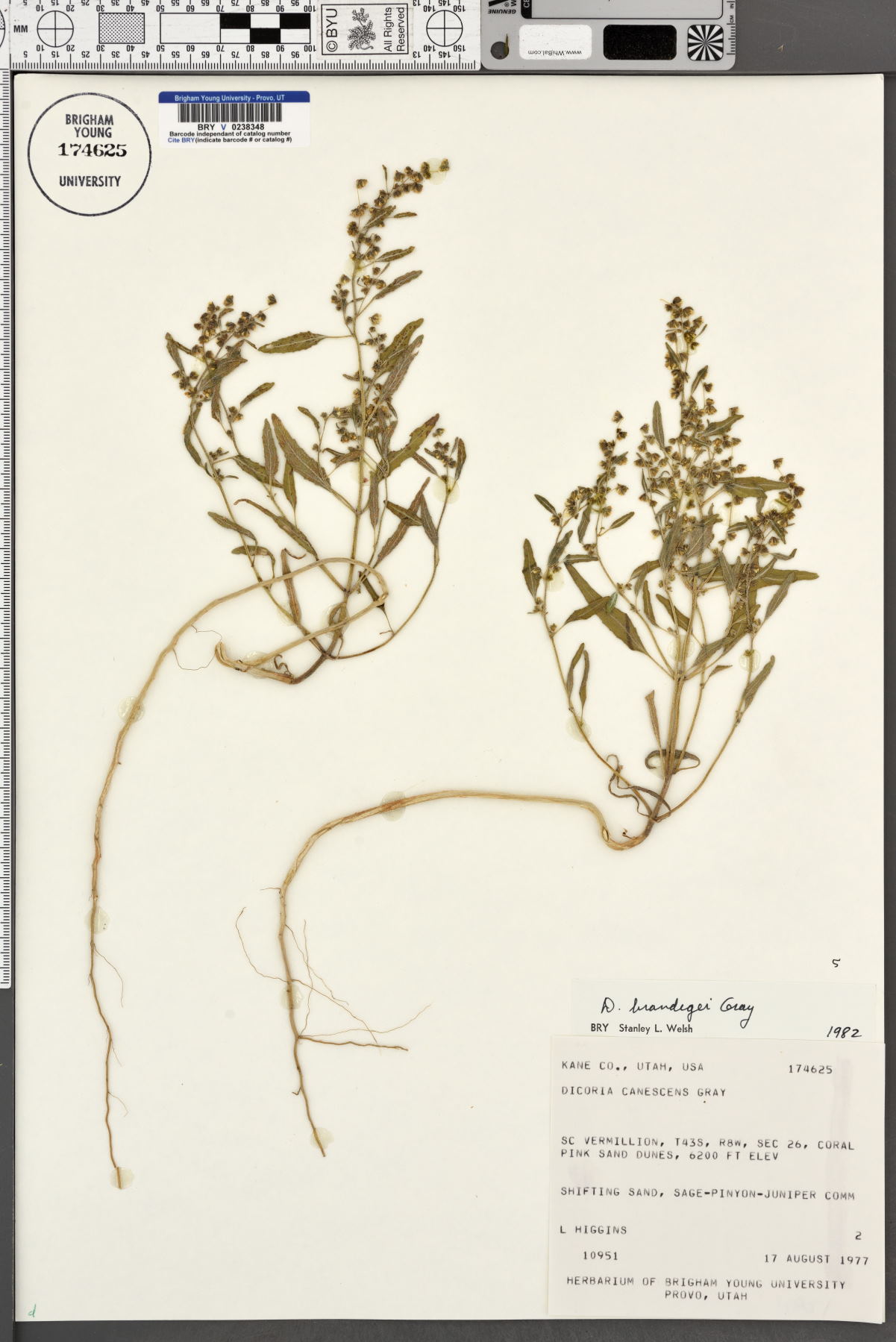 Dicoria canescens subsp. brandegeei image