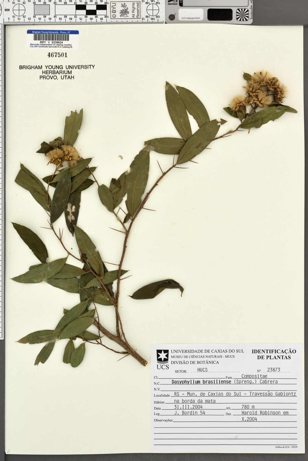 Dasyphyllum brasiliense image