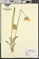 Enceliopsis argophylla image