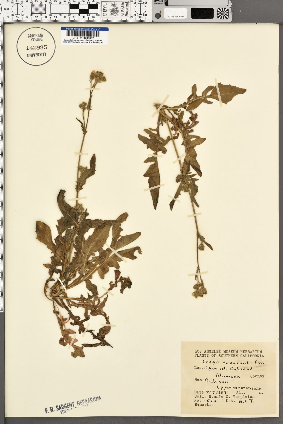 Crepis subacaulis image