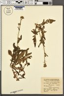Image of Crepis subacaulis