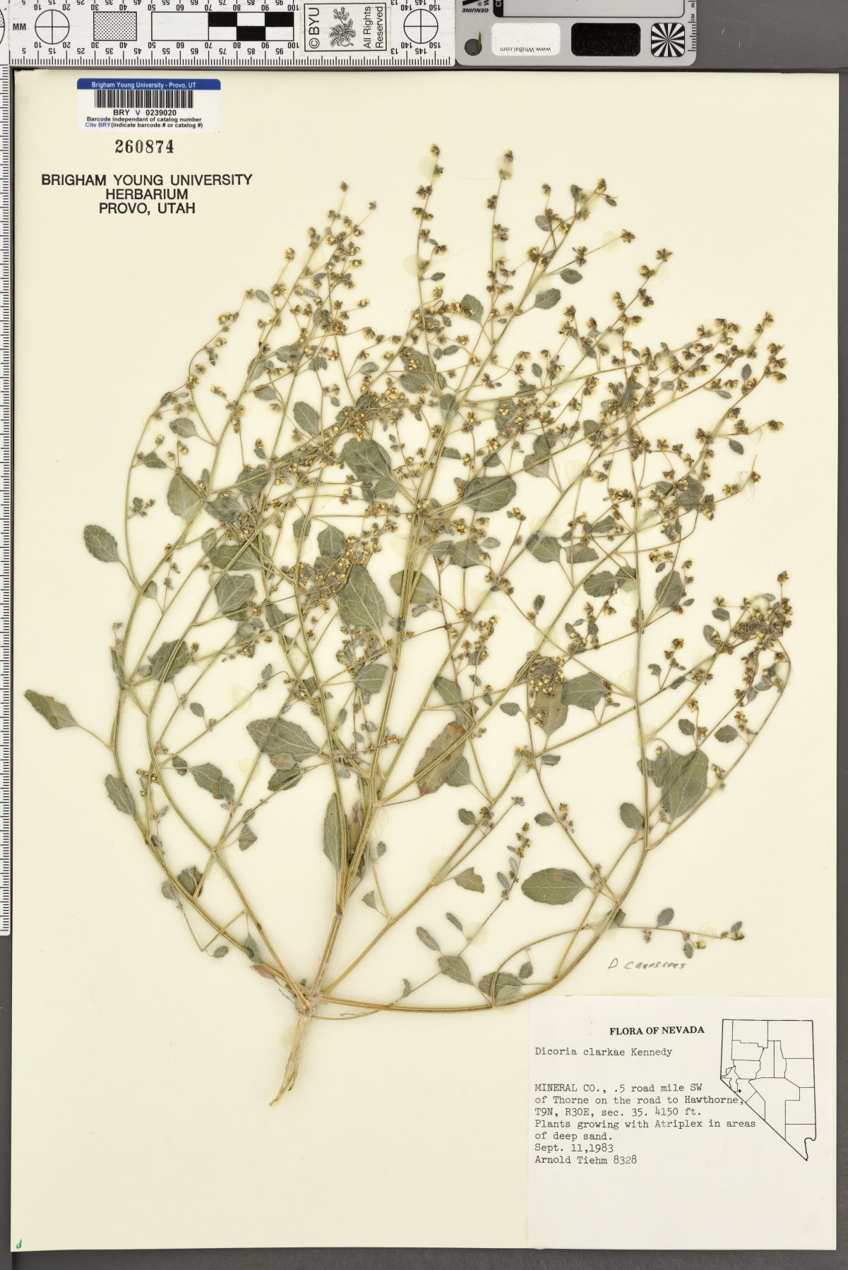 Dicoria canescens subsp. clarkiae image