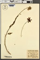Encelia californica image