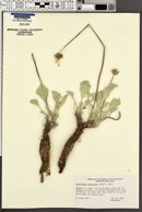 Enceliopsis nudicaulis image