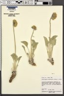 Enceliopsis nudicaulis image