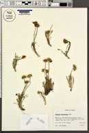 Erigeron chrysopsidis image