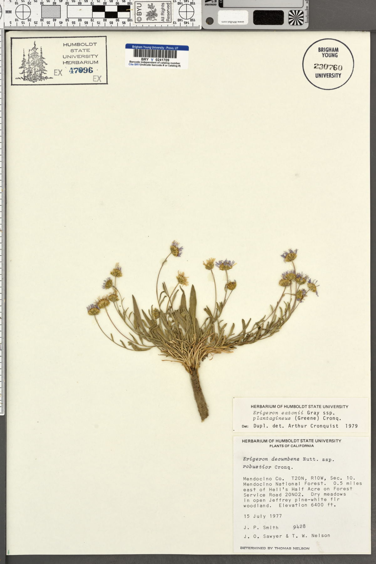 Erigeron eatonii subsp. plantagineus image
