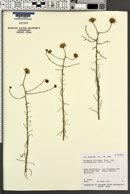 Erigeron foliosus var. stenophyllus image