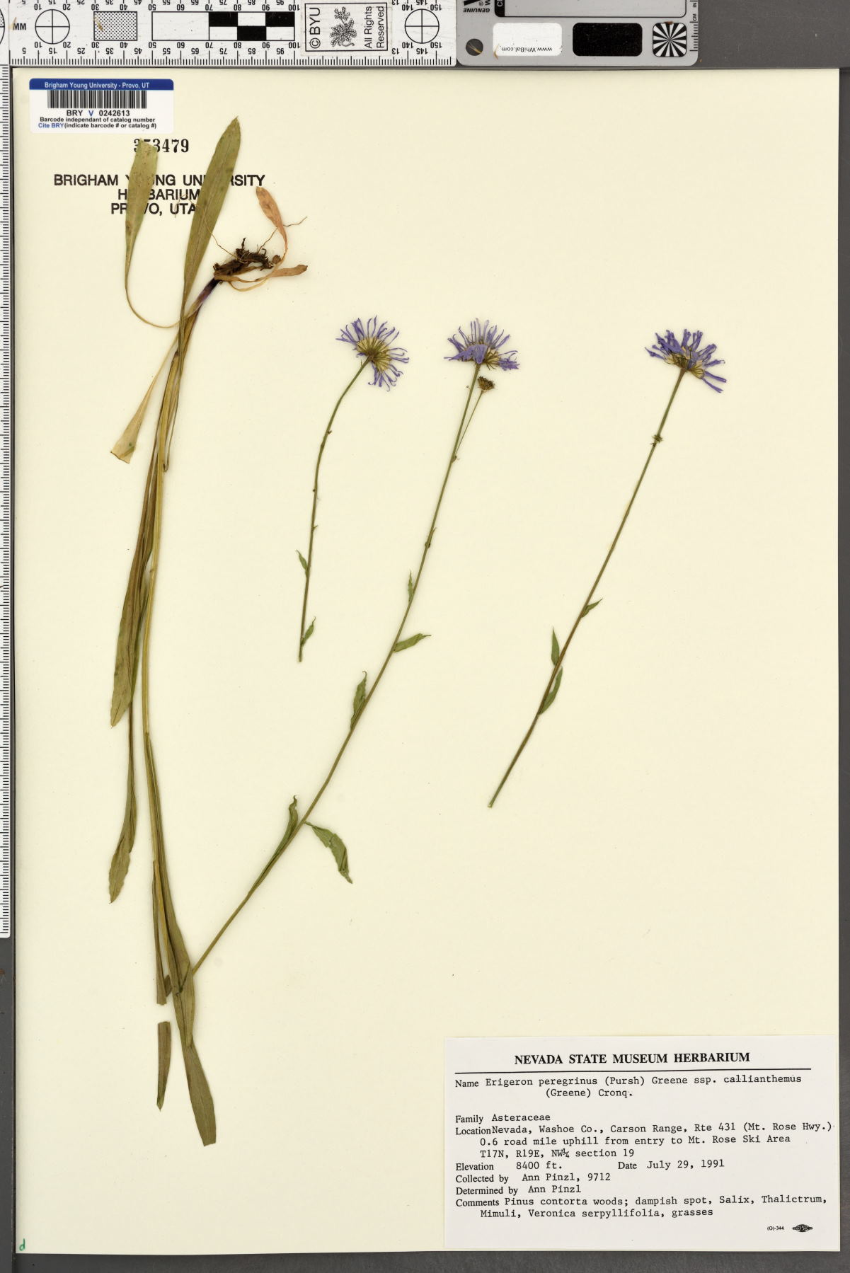 Erigeron peregrinus subsp. callianthemus image