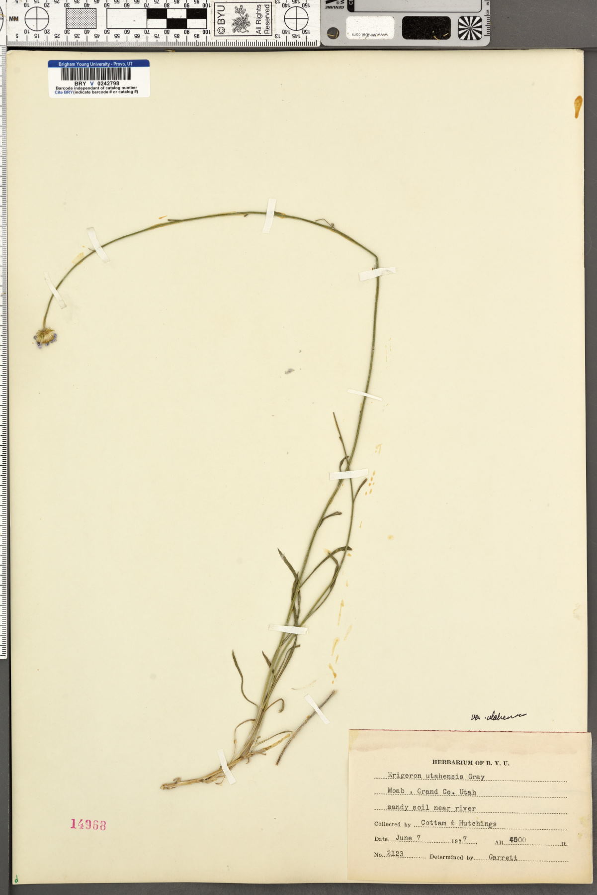 Erigeron utahensis var. utahensis image